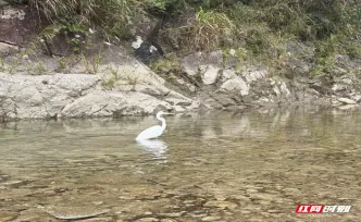 莽山受伤大白鹭康复放归