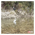 莽山受伤大白鹭康复放归