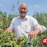 银发人才赋能"银发经济" 君山区许市镇油茶喜获丰收