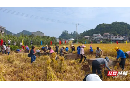 红观五溪丨这场丰收节上，麻阳“种”下了什么