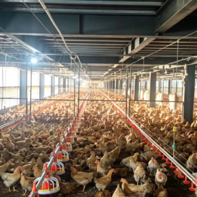 抓住“鸡”遇!耒阳市东湖圩镇借力湘黄鸡跻身省级农业产业强镇