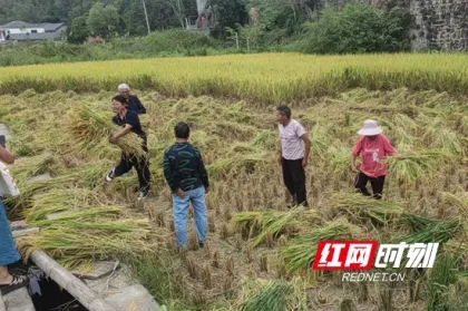 武陵源区中湖乡鱼泉贡米杯丰收节奏响丰收欢歌