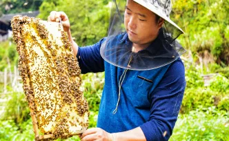 【每日一图@湖南】侗乡深山甜蜜图鉴：采蜜直播话丰收