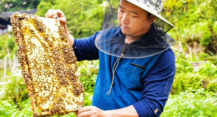 侗乡深山甜蜜图鉴：采蜜直播话丰收