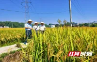 亩产干谷527.2公斤！“全国好味稻-松雅99”湖南洪江测产表现亮眼