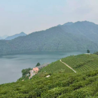 一片树叶能走多远?安化黑茶的守艺与出海之路