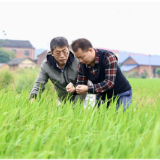 永州冷水滩:精准打药不再“凭感觉” 智慧植保护航晚稻秋收