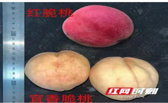 湖南首例！“宜香脆早”鲜食桃获得国家级登记