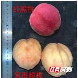 湖南首例!“宜香脆早”鲜食桃获得国家级登记