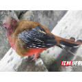 桂东县东洛乡：好生态引珍客访