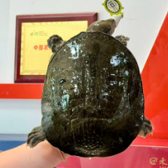 这只持证鳖,藏着百亿大生意:一码溯源,地标护航汉寿甲鱼破浪出海