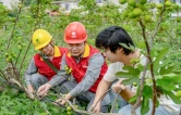 国网衡阳供电公司：一颗无花果的“电力续航”