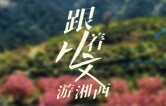 《跟着从文游湘西》第七集 ：别有一种芬馥