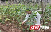 张家界市农业农村局：常态化抽检守底线 护好群众“菜篮子”
