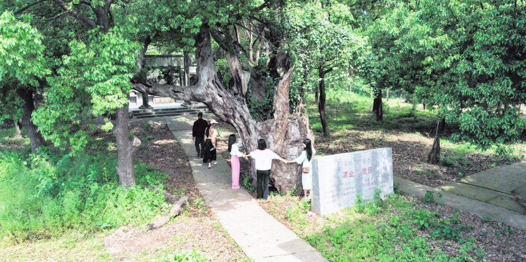 古桑洲2.png