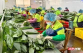 小小粽叶闯出新赛道！张家界粽健康融合产业园开工建设