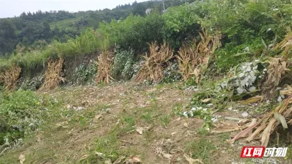武陵源区协合乡黄家坪村抓实秋收季玉米秸秆综合利用工作