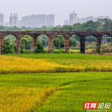 渡槽不语,活水自流!衡阳双桥村的"丰收密码"