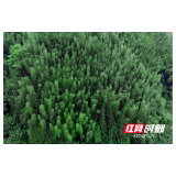 桂东青山：满山林木致富路
