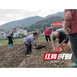 积分菜园添新绿 汝城县下杨村冬种备菜忙