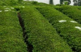 桑植白茶美文品读｜桑植白茶甜心中