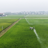 岳阳屈原管理区丰收节,"晒"出种田新变化