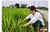 桃源：稻田里的守望者