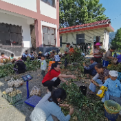 慈利县苗市镇东洋渡村：劳动收获传温情 敬老助残暖人心
