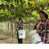 江永:罗汉果集中开秤收购 生态药果拓宽富民路