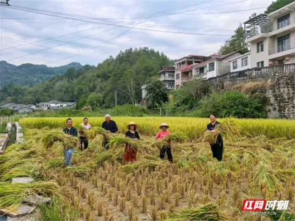 阵地“活”起来 丰收“火”起来——武陵源区中湖乡青龙垭村激活党群阵地赋能秋收助振兴