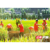 桂东县:丰收节办进稻田 割禾抓鱼晒丰收
