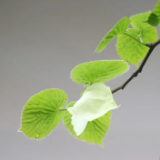 生态文学丨甄钰源:鸽子花开