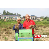秋收好“丰”景!安化小籽花生采收正当时