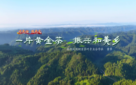 黄萍：一片黄金茶 振兴和美乡