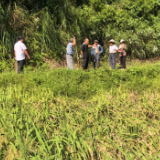 精准理赔护粮食安全 中华财险会同县支公司全力开展中稻灾情查勘工作