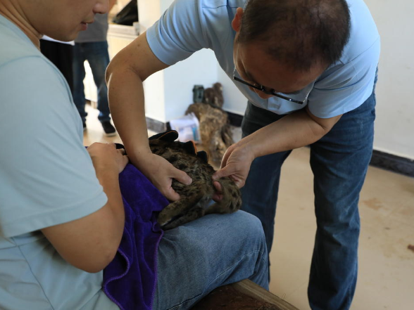 江永救助豹猫幼崽移交长沙生态动物园 用于种群繁育研究