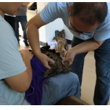 江永救助豹猫幼崽移交长沙生态动物园 用于种群繁育研究
