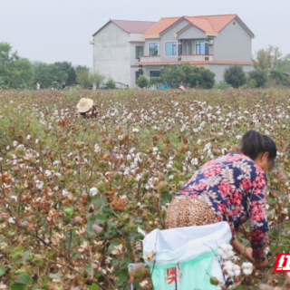 衡阳县：棉花丰收采摘忙 “银海”铺就增收路