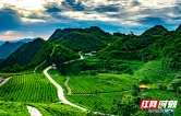 张家界莓茶、桑植白茶入选全国名特优新农产品名录 “国际张”的茶产业质量品牌体系全面成型