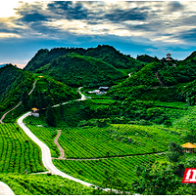 张家界莓茶、桑植白茶入选全国名特优新农产品名录 “国际张”的茶产业质量品牌体系全面成型
