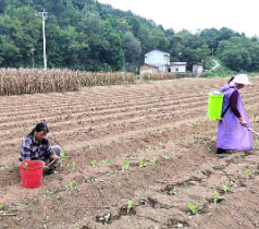 慈利县高峰土家族乡:4000多亩秋冬蔬菜移栽忙
