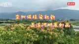 宜章县：栾树缀枝染秋韵 玉溪河畔景如画