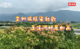 宜章县：栾树缀枝染秋韵 玉溪河畔景如画