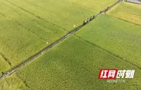 株洲渌口：召开“一季稻+油菜”高效种植技术交流会