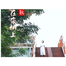 视频｜美！娄星秋天的浪漫 从栾树开始