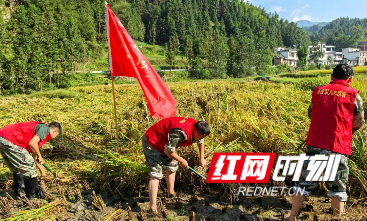 退伍军人齐心协力 桂阳灾区抢收稻谷保粮安