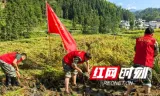 退伍军人齐心协力 桂阳灾区抢收稻谷保粮安
