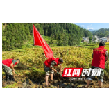 退伍军人齐心协力 桂阳灾区抢收稻谷保粮安