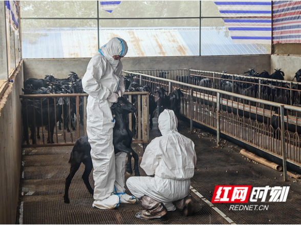 赫山区泉交河镇：畜禽防疫不松懈 民生安全有保障