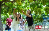 新邵县白水洞：葡萄进入丰收季农旅融合带动乡村采摘热